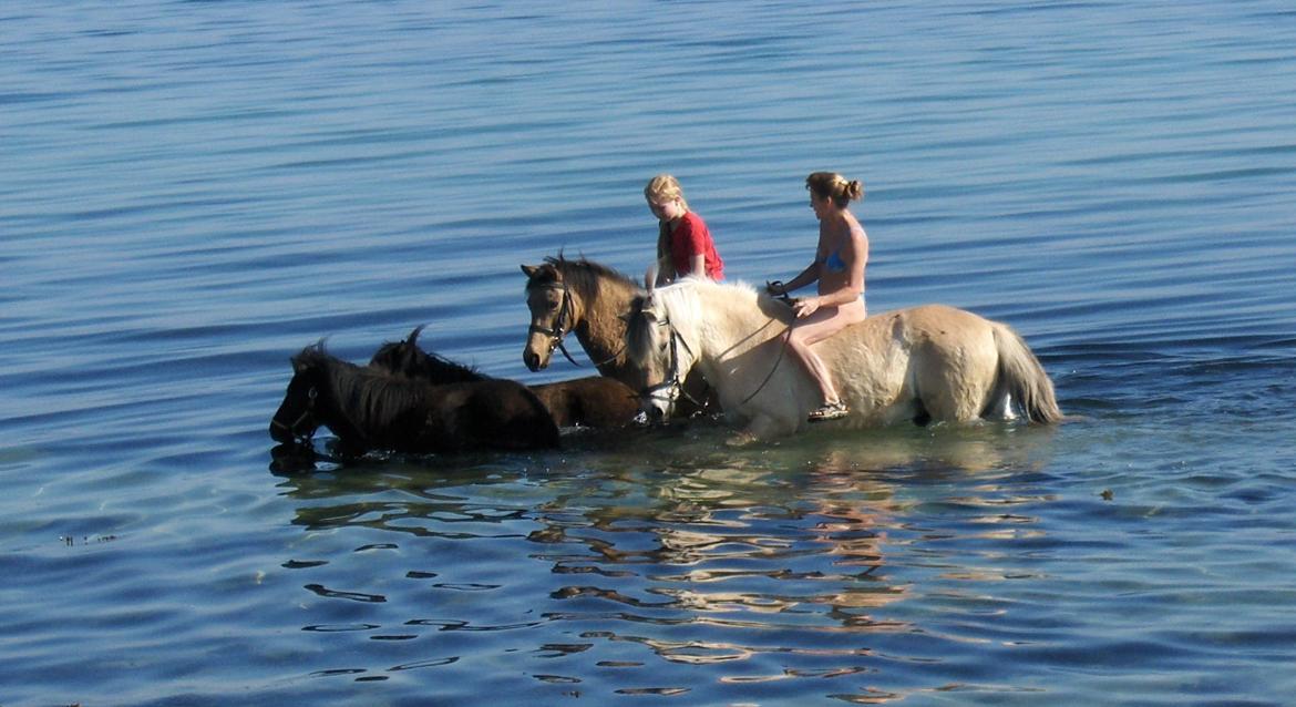 Anden særlig race Dunn - Vi bader i havet sammen med shetlænderne (og Emil) billede 18