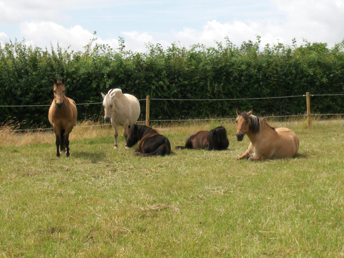 Anden særlig race Dunn - Dunn sammen med flokken billede 19