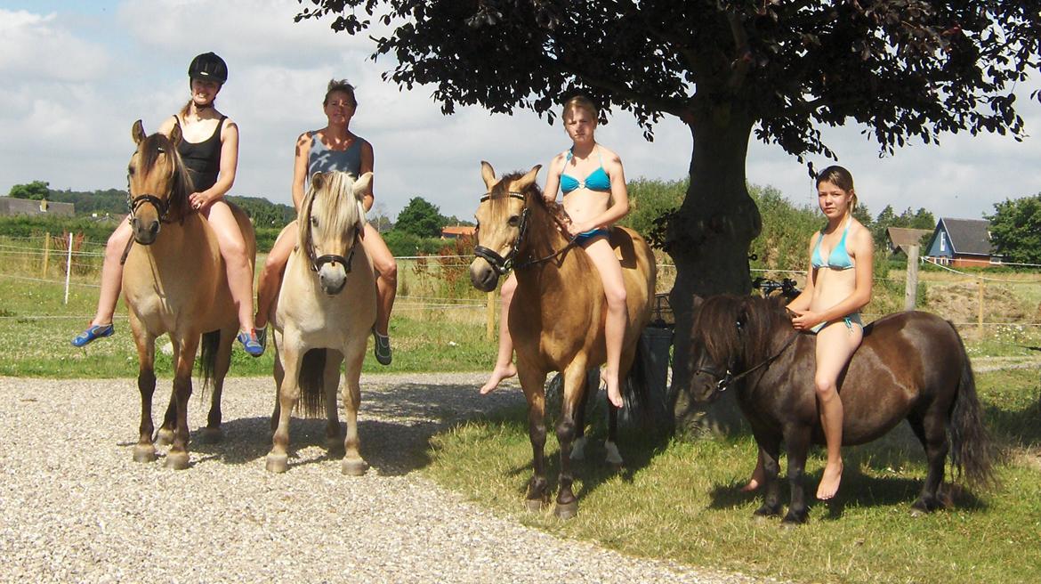 Anden særlig race Dunn - Opstillingsbillede lige inden vi går i havet billede 20