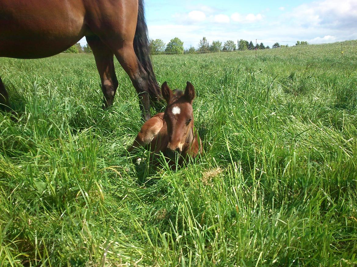 Dansk Varmblod Believe In Me billede 13