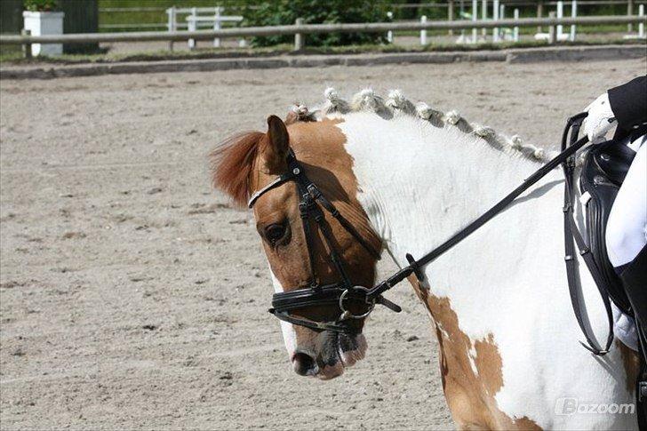 Hollandsk Sportspony Pablo P. (Nuttie) Solgt og savnet!!:'-( - (9) nuttie kan skam godt gå dressur<3
Foto: camilla andersen billede 6