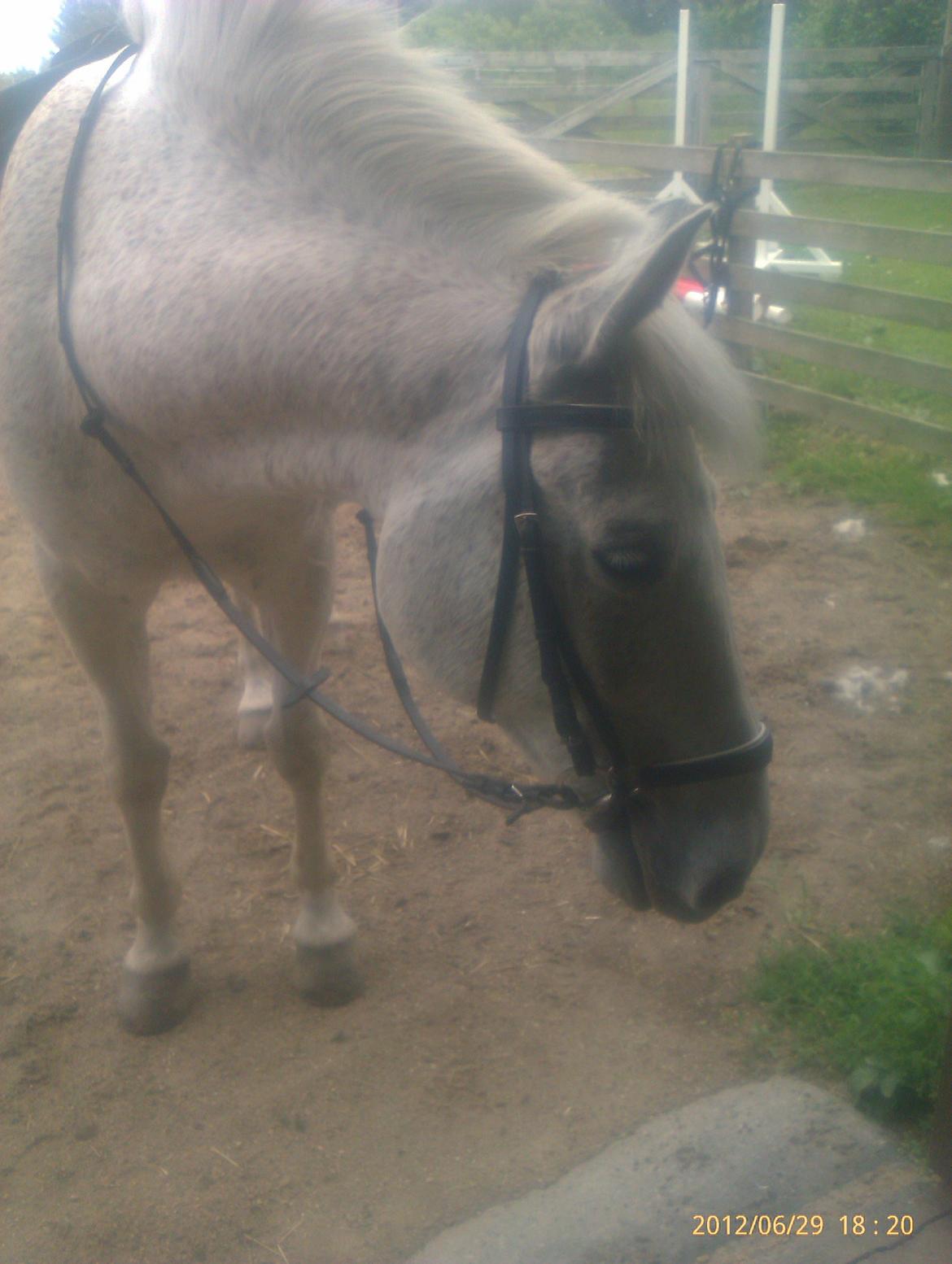 Anden særlig race Micky | Min ponymus <3 billede 14