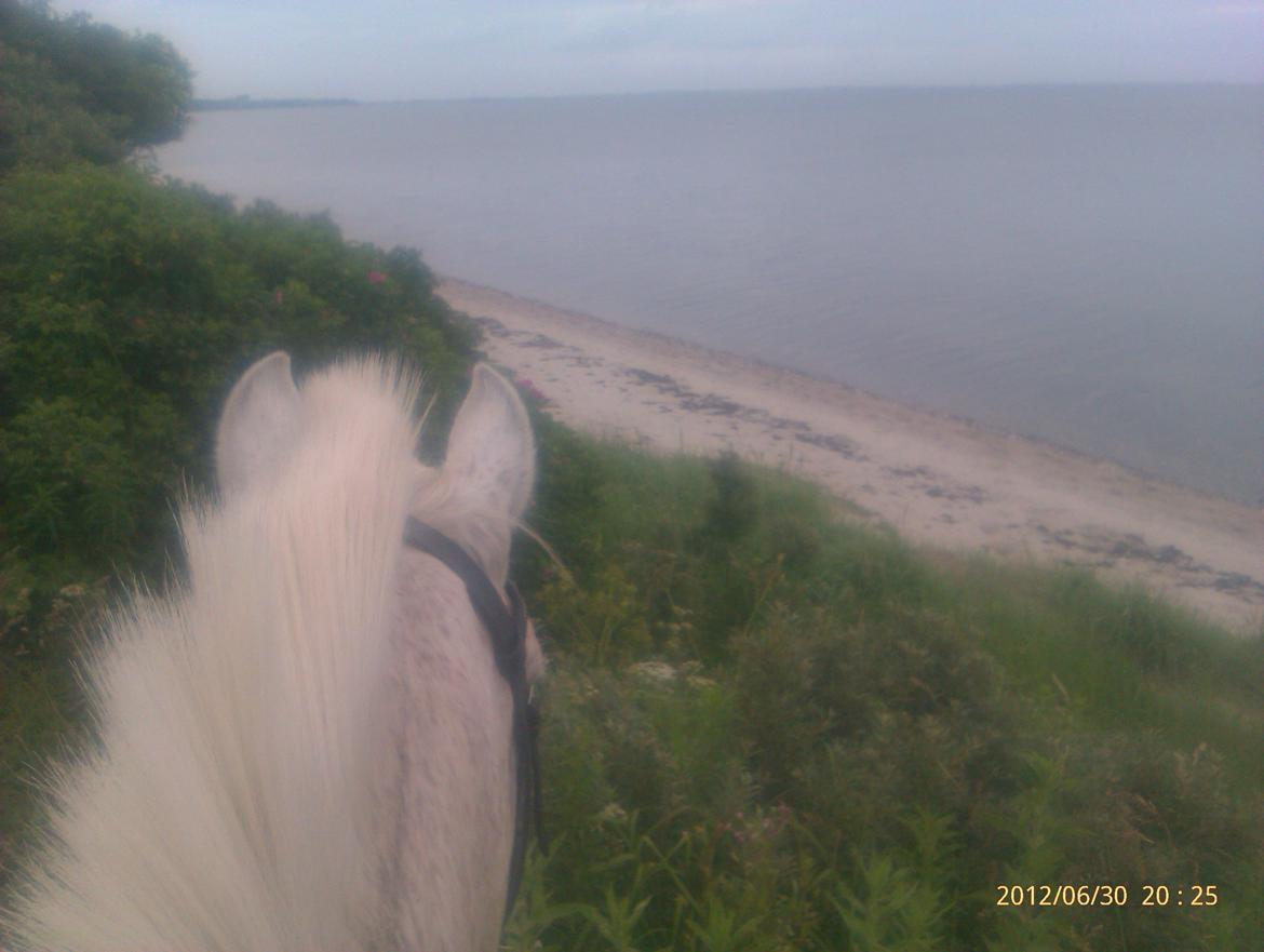 Anden særlig race Micky | Min ponymus <3 billede 20