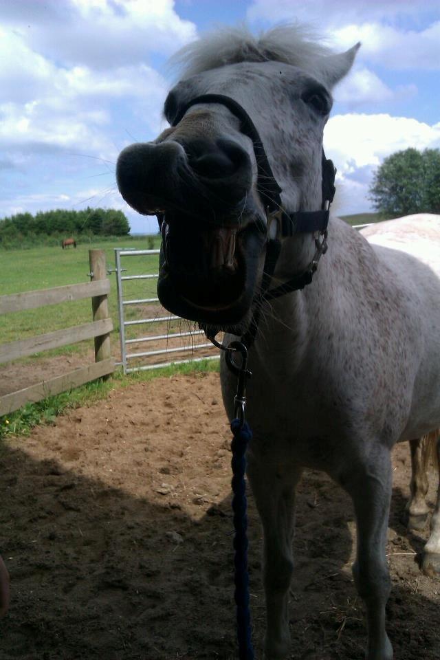 Anden særlig race Micky | Min ponymus <3 billede 12