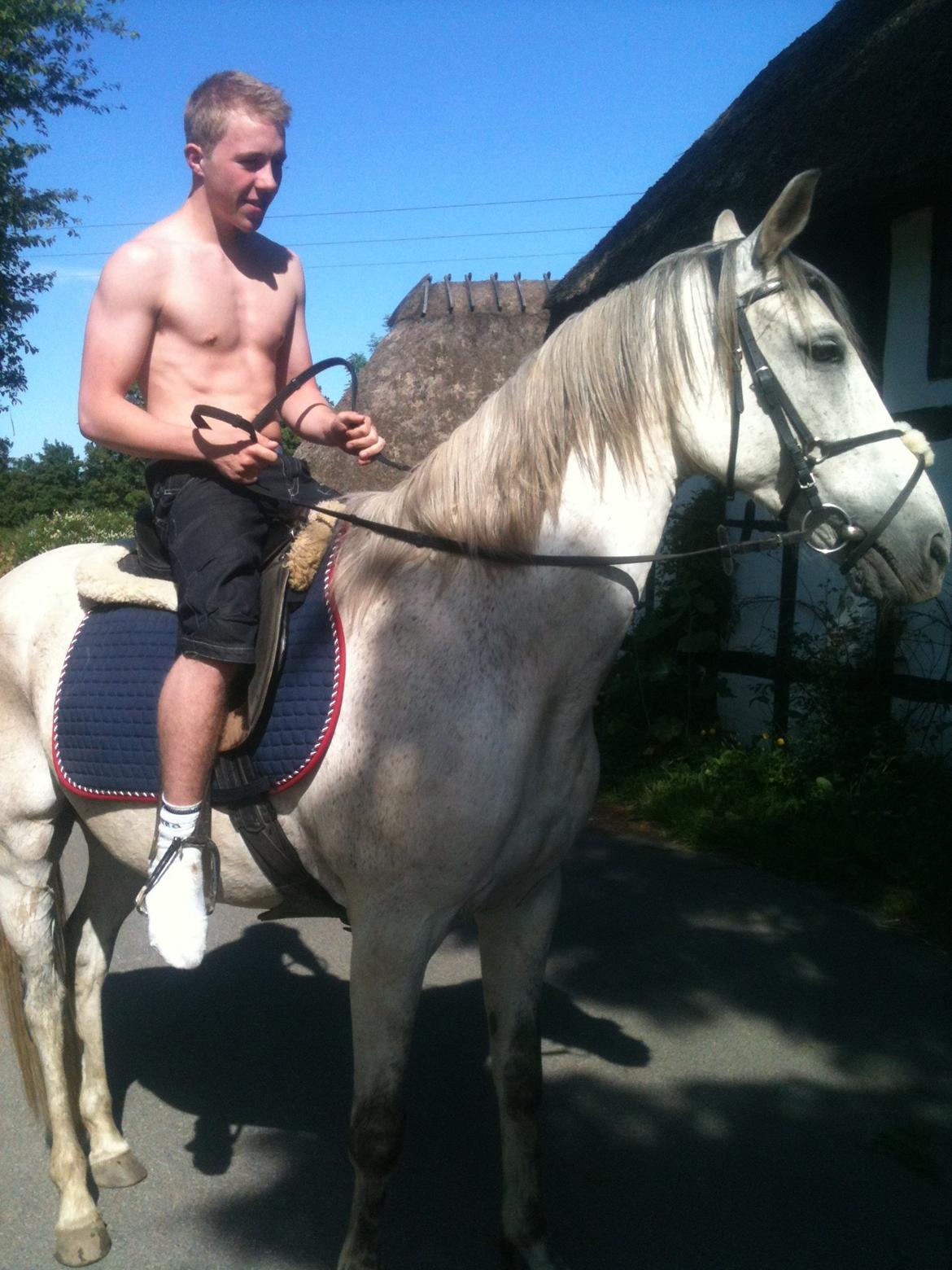 Andalusier Django billede 5