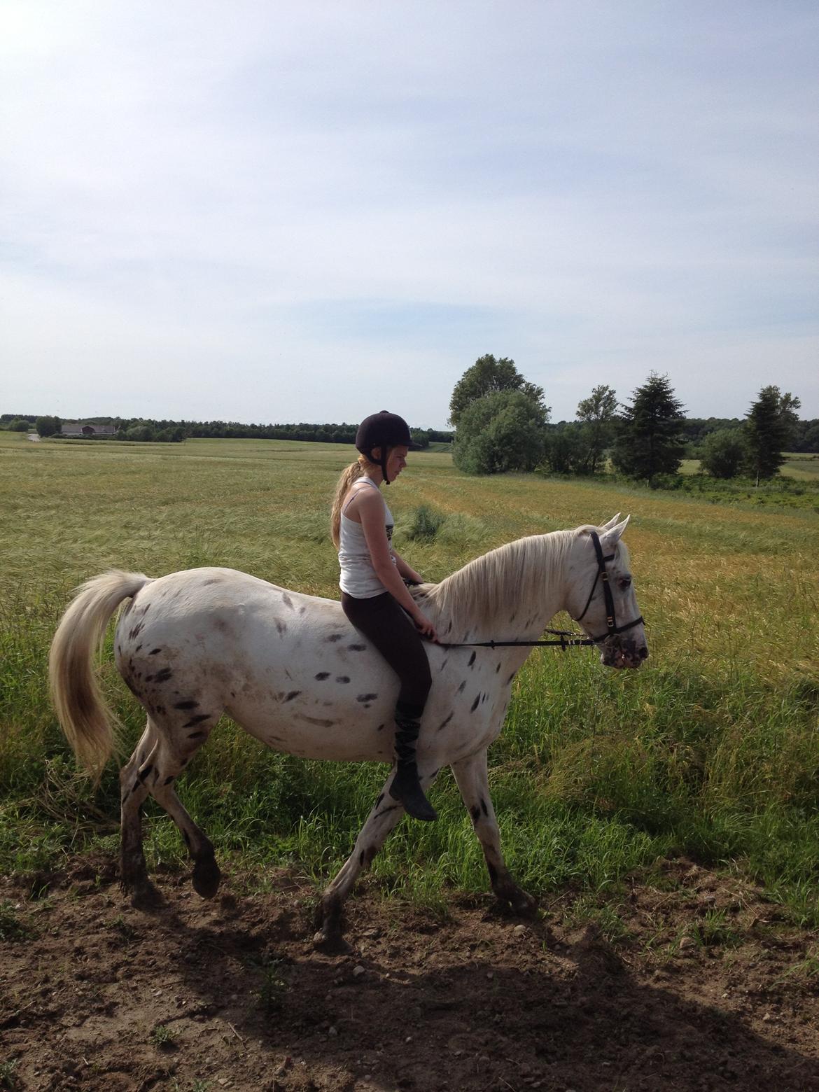 Knabstrupper Friis' Mira - Hun er så dygtig! billede 5