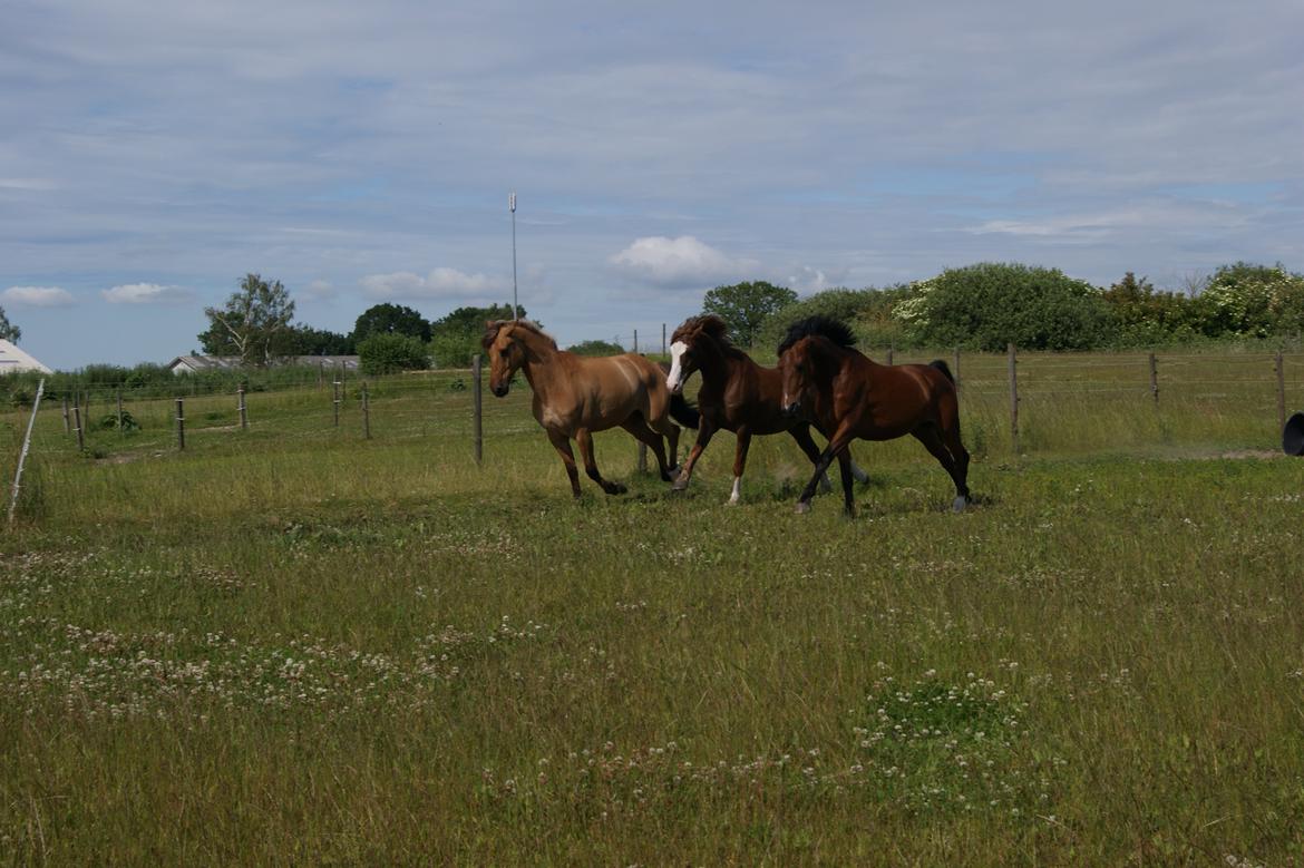 DSP Kenobi *Solgt* - Dressurponyerne gir den gaaas! Foto: Felicia billede 15