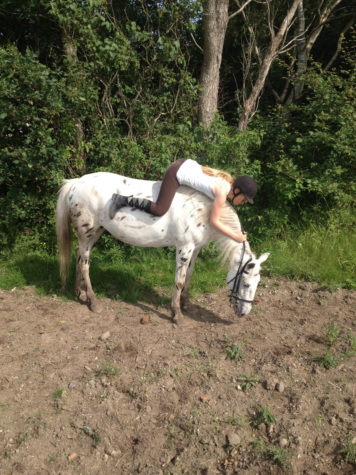 Knabstrupper Friis' Mira billede 3