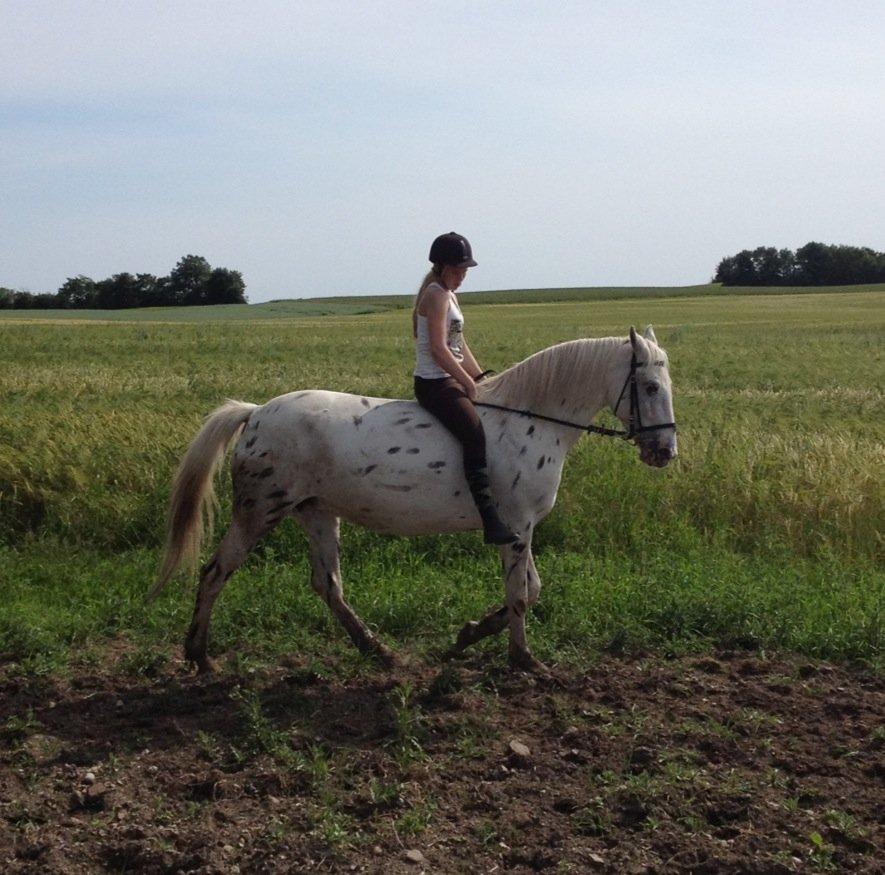 Knabstrupper Friis' Mira billede 6