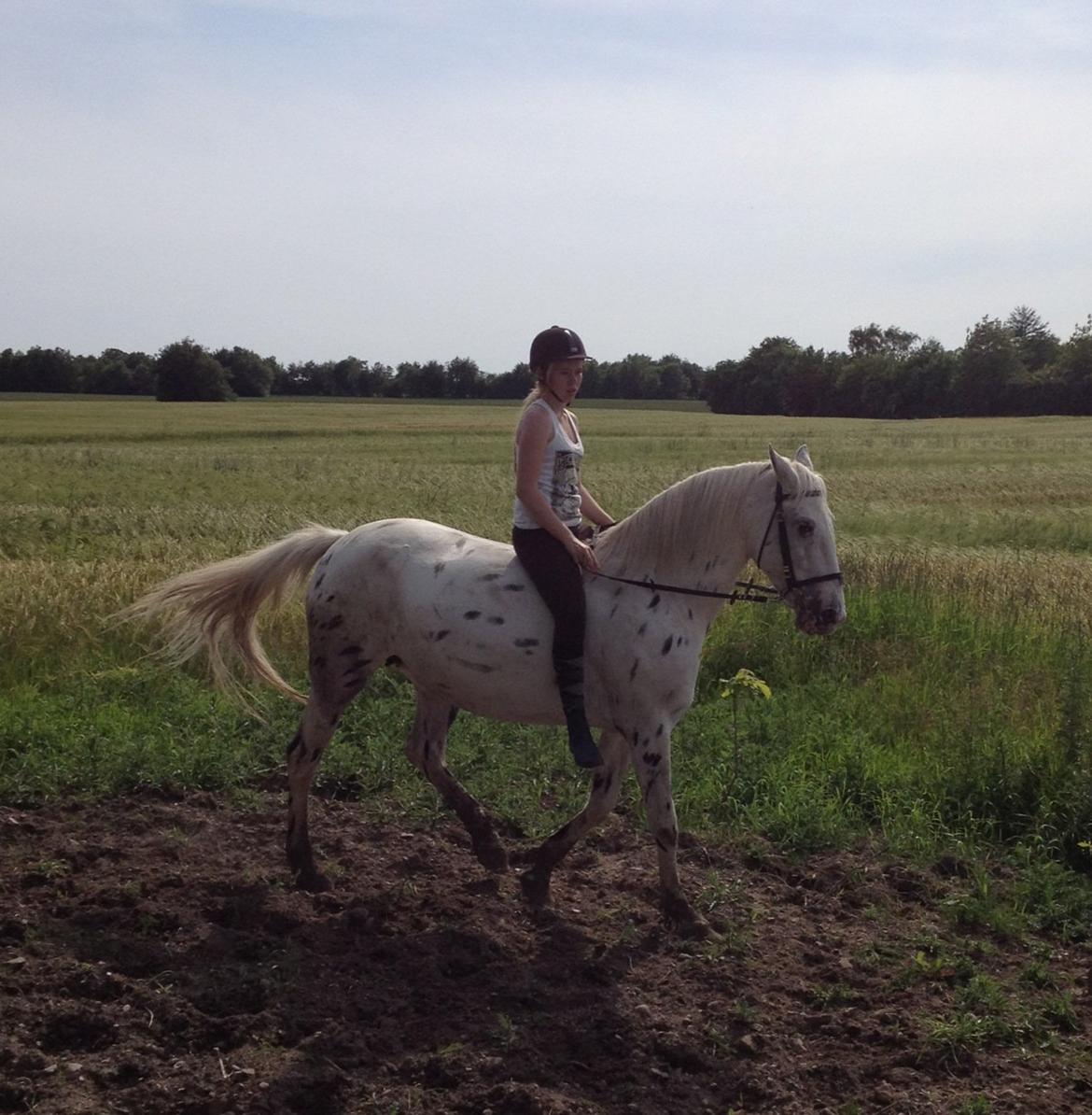 Knabstrupper Friis' Mira billede 4