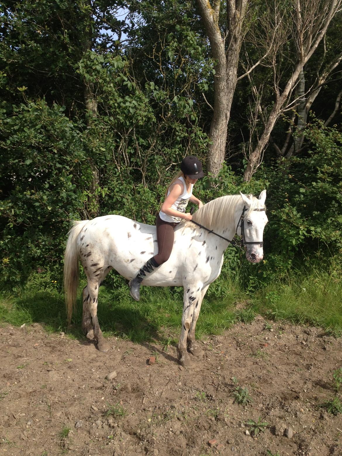 Knabstrupper Friis' Mira billede 2