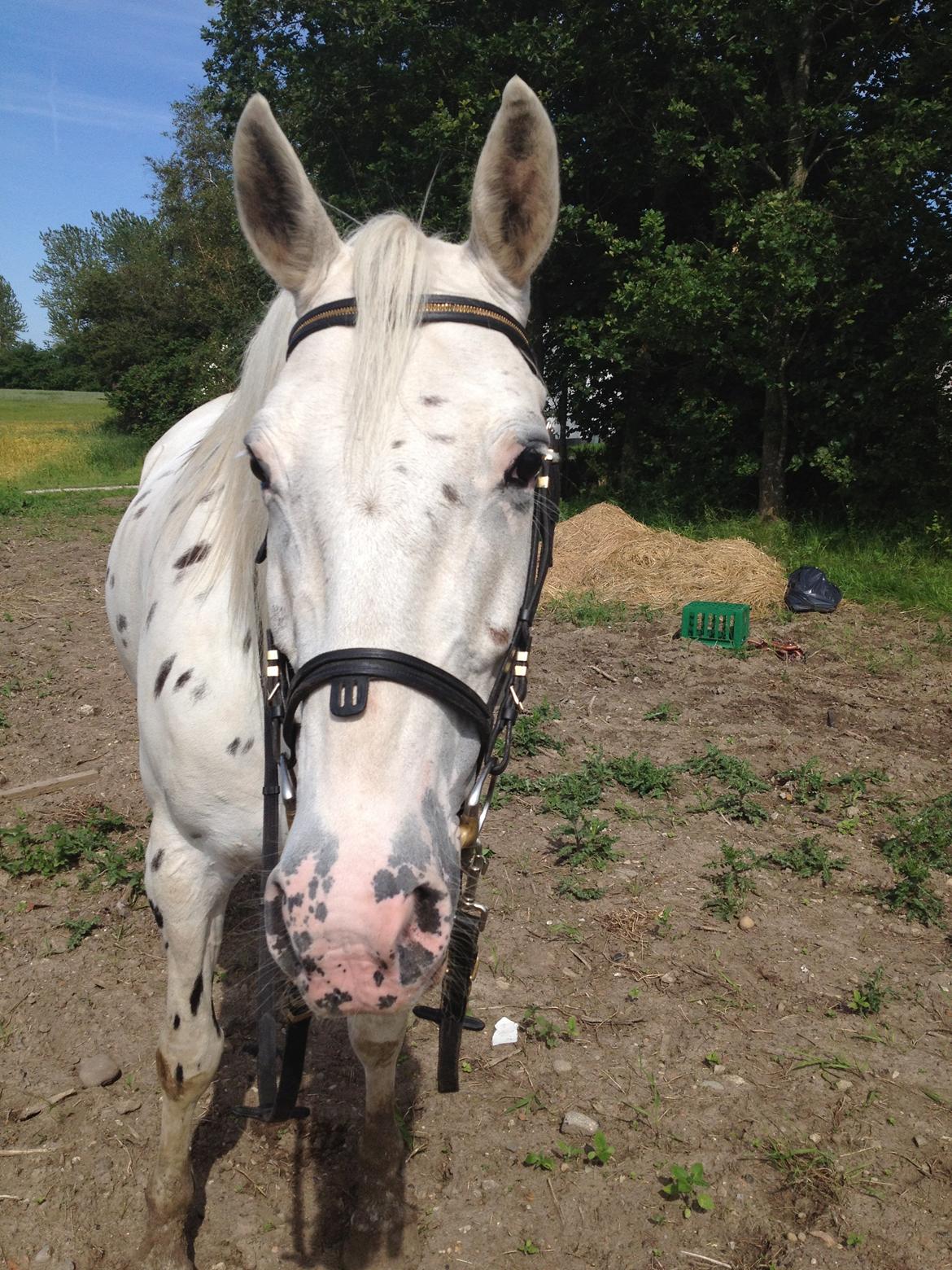 Knabstrupper Friis' Mira billede 8