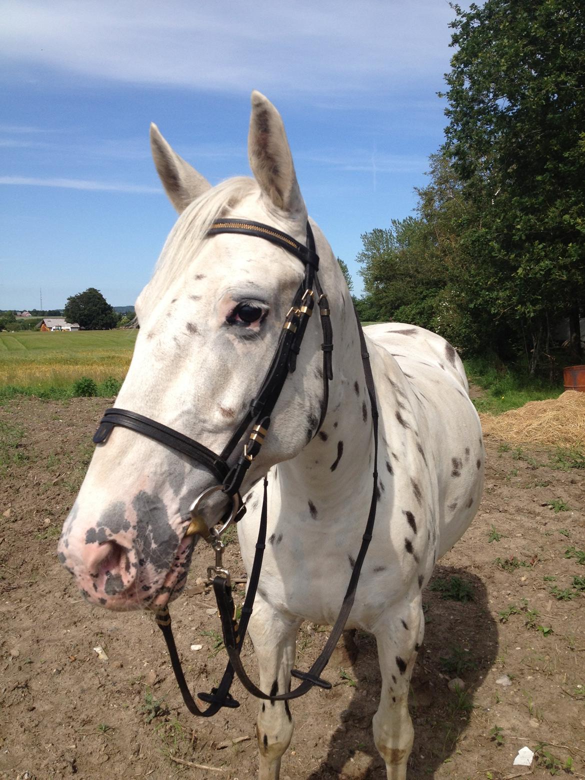 Knabstrupper Friis' Mira billede 7