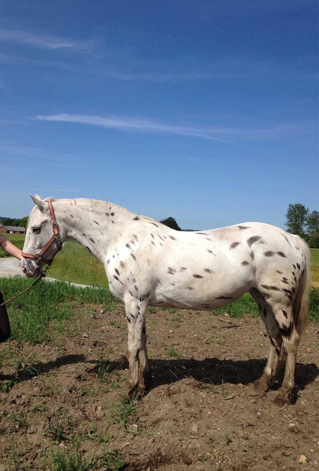 Knabstrupper Friis' Mira billede 9