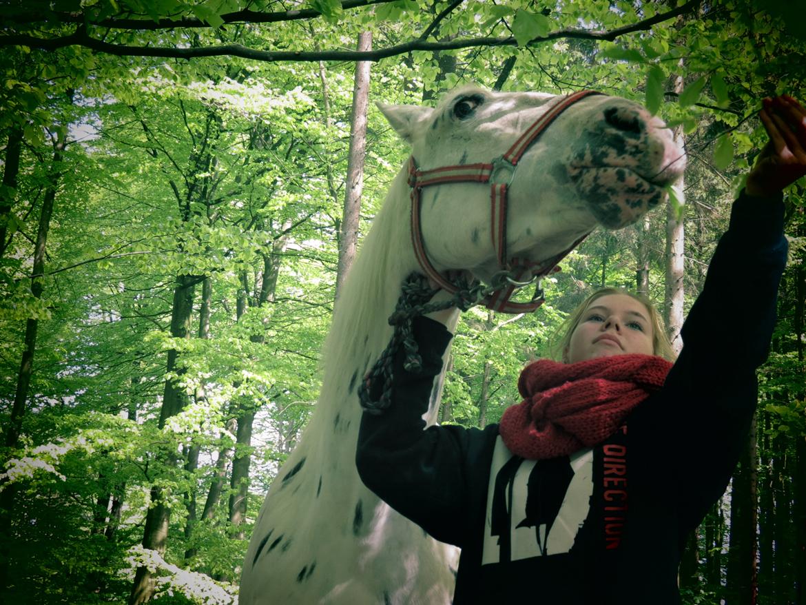 Knabstrupper Friis' Mira billede 10