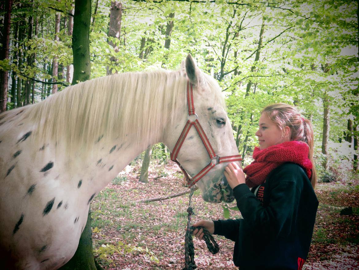 Knabstrupper Friis' Mira - Du er alt! billede 11