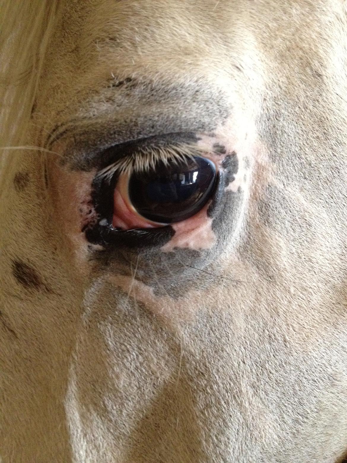 Knabstrupper Friis' Mira - Velkommen til Miras profil. billede 1