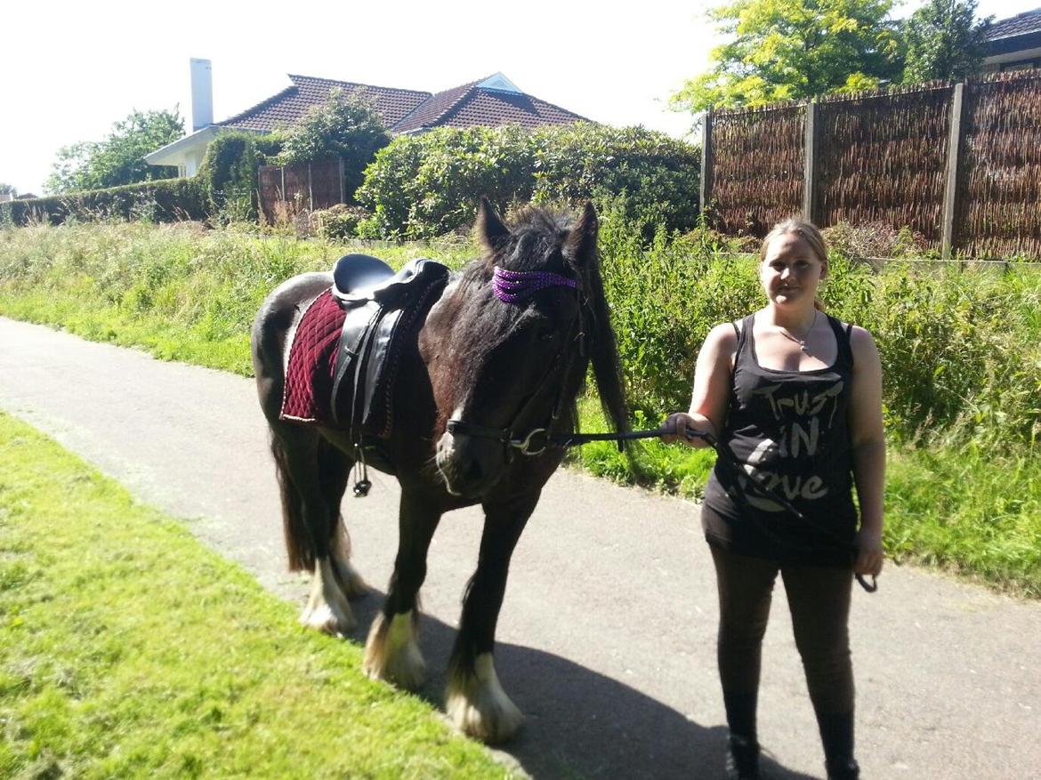 Irish Cob Alanas Lasair - første gang alene på tur OG med sadel <3 billede 27