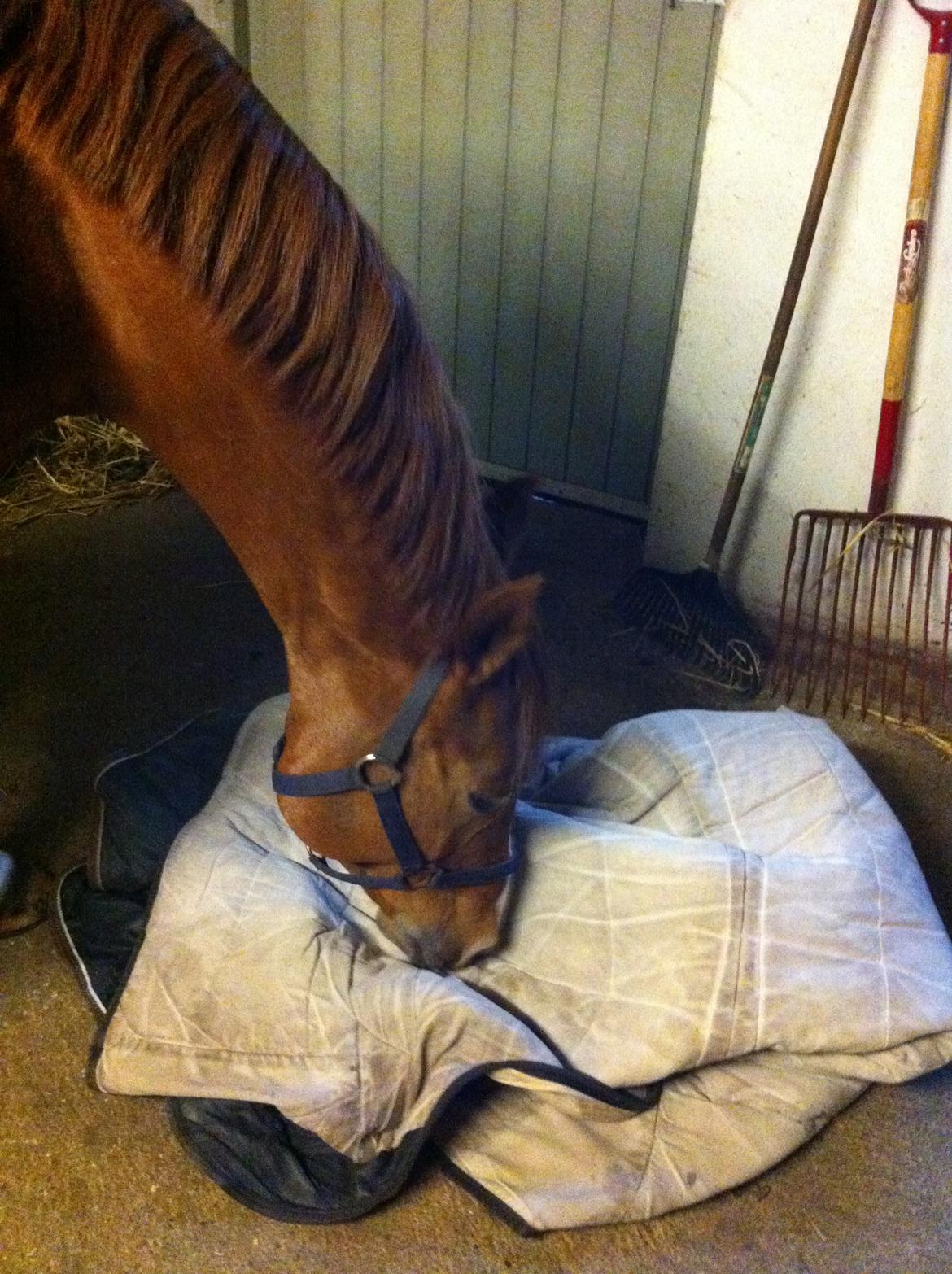 Anden særlig race Kasanto - Nysgerrige pony! <3 billede 19