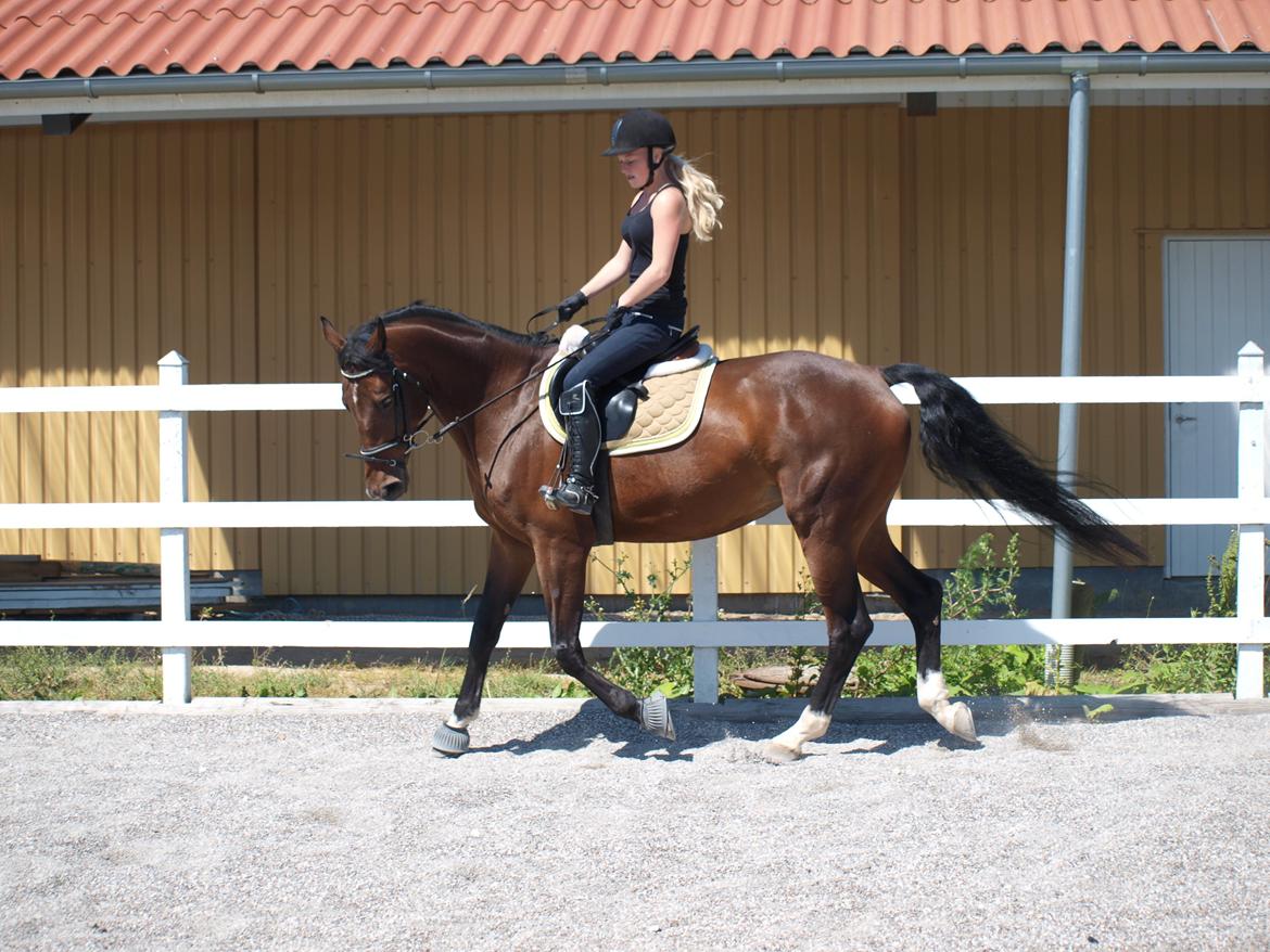 Dansk Varmblod Lillelunds Manja - Du betyder så meget på så kort tid!  billede 2