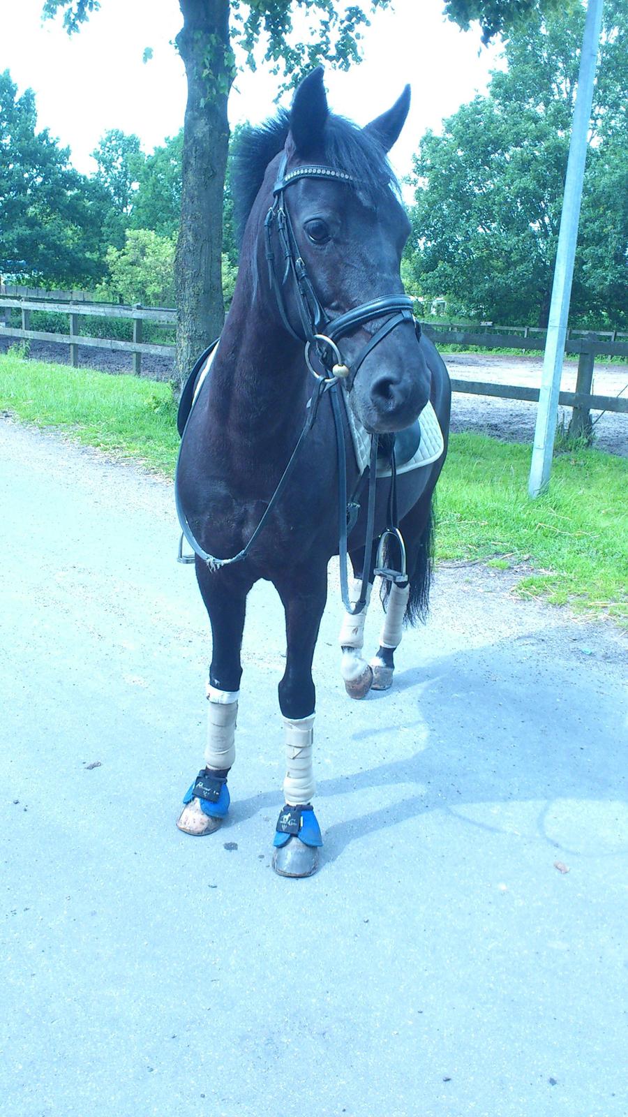 Anden særlig race Blackie billede 7