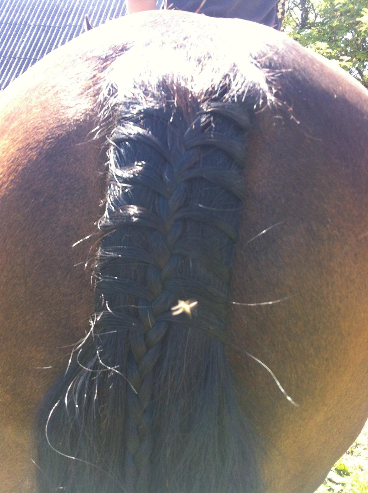 Welsh Cob (sec D) Valhallas Charlie Brown billede 4