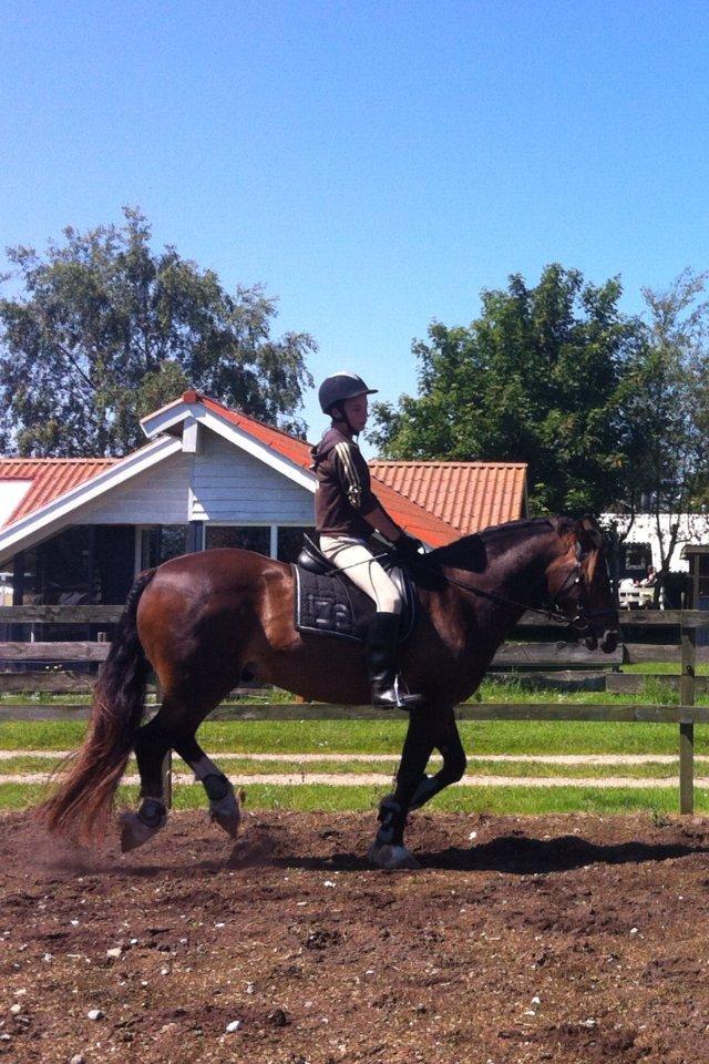 Welsh Cob (sec D) Valhallas Charlie Brown billede 9