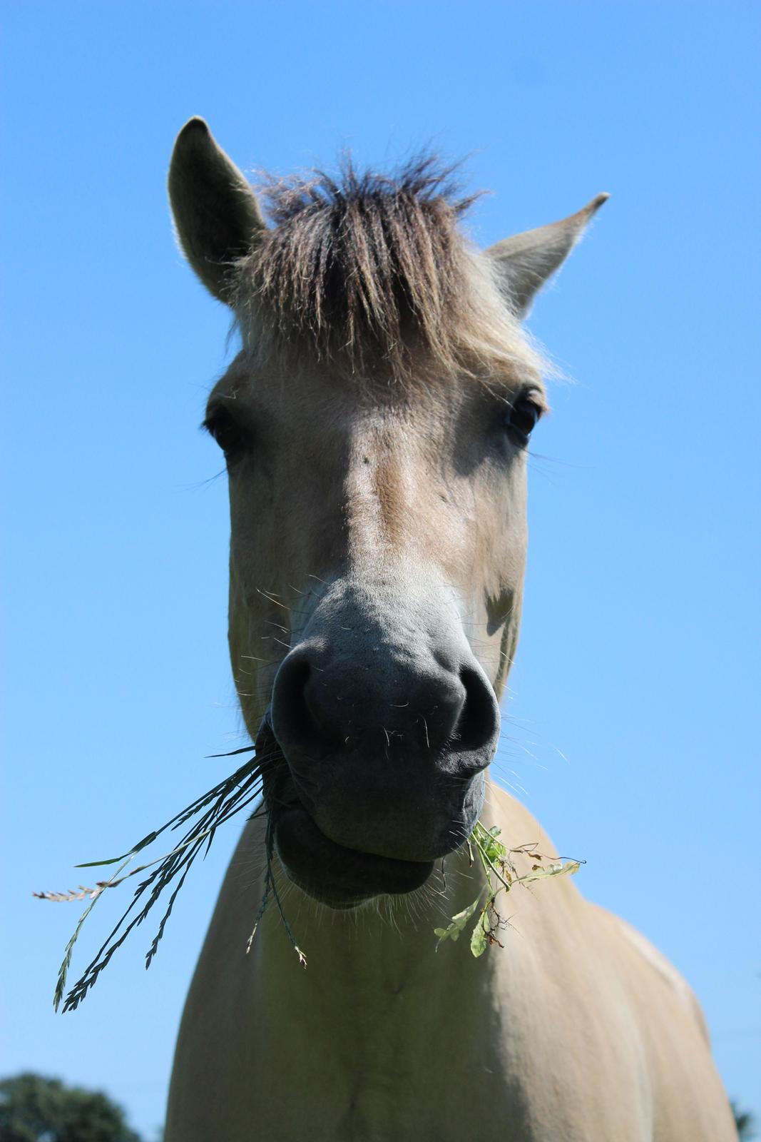 Fjordhest Lippa Fjord - Der findes ingen smukkere, end min pony! billede 14