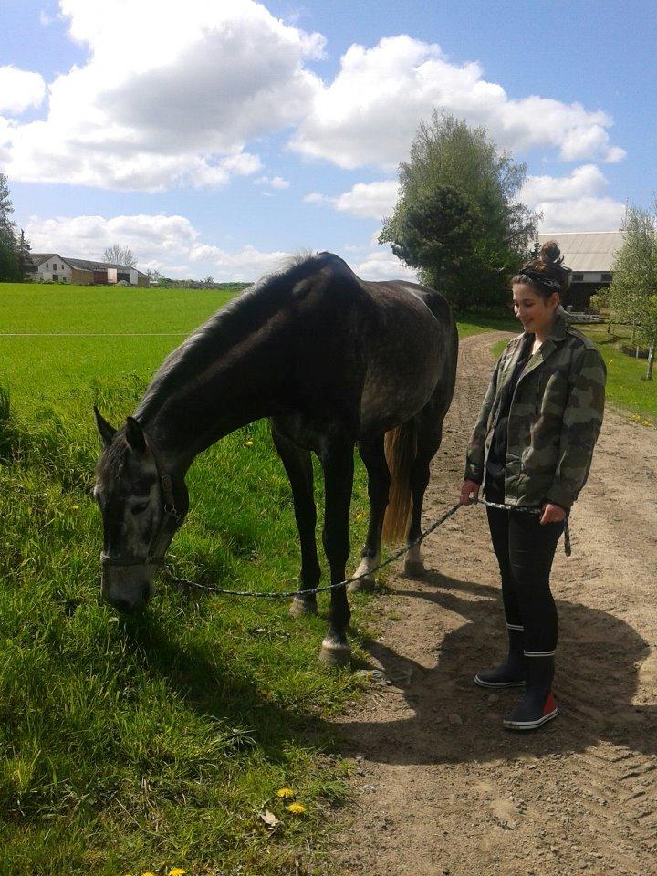 Hollandsk Varmblod Wodan (Grumse) billede 1