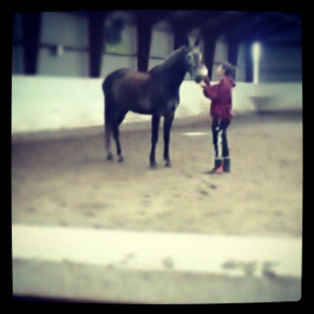 Hollandsk Varmblod Wodan (Grumse) billede 2