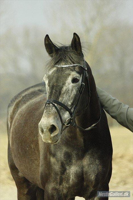 Hollandsk Varmblod Wodan (Grumse) billede 5