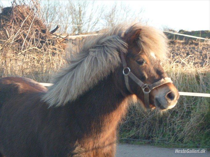Anden særlig race Tarzan billede 10