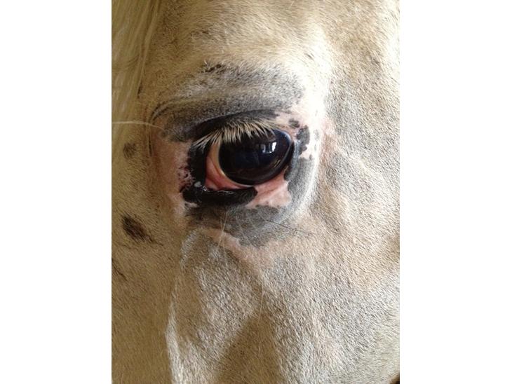 {{currentPhoto.altText}} billede {{currentPhoto.number}}