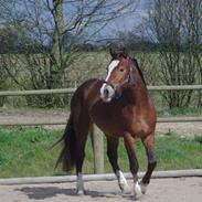 Welsh Cob (sec D) stensgådens Tristan