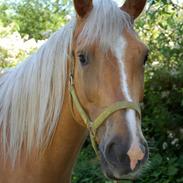 Palomino Happy One