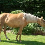 Palomino Happy One