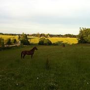 Anden særlig race Miss Maybe