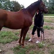 Anden særlig race Spartan el sansal