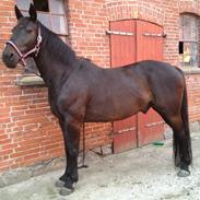 Anden særlig race Kimalli