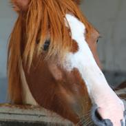 Anden særlig race Dixie<33