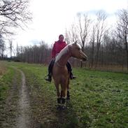 Palomino Rainbow Katmandu solgt :'( <3