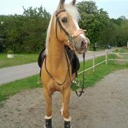 Palomino Rainbow Katmandu solgt :'( <3