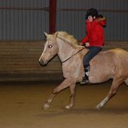 Palomino Rainbow Katmandu solgt :'( <3