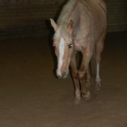 Palomino Rainbow Katmandu solgt :'( <3