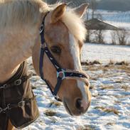 Palomino Rainbow Katmandu solgt :'( <3