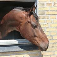 Dansk Varmblod Hoelgaard's Nice Little One