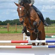 Holstener Campados (Casinni) <3