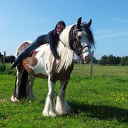 Irish Cob * Luna *