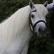 Shetlænder Belesta Bomlund