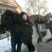 Islænder Stelkur fra Hólavatni